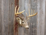 6x5 Whitetail Shoulder Mount