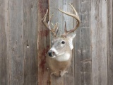 5x5 Whitetail Shoulder Mount