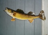 Real Skin Mount Walleye Over 32