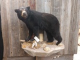 Full Body Mount Black Bear