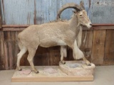 Full body mount Aoudad