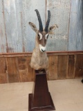 Roan Antelope Pedestal Mount