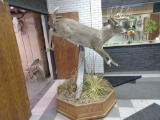 Spectacular Full Body Mount Whitetail