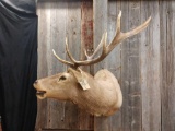 5x5 Shoulder Mount Elk