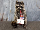 Full Body Mount Raccoon Eating Cracker Jack