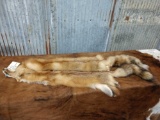 Two tanned red fox pelts
