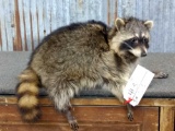 Full Body Mount Raccoon