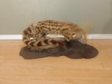 Full Body Mount African Genet Cat