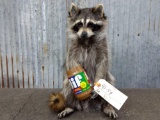 Full Body Mount Raccoon Eating Peanut Butter