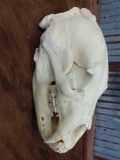 Big black bear skull