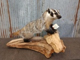 Full Body Mount Badger On Driftwood Base