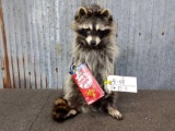 Full Body Mount Raccoon Eating Cracker Jack