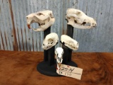 Display with 5 skulls