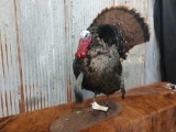 Full Body Mount Turkey