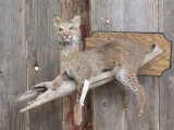 Full body mount Bobcat on a limb