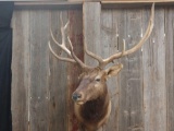 5 x 5 elk shoulder mount