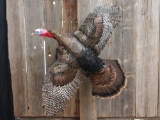 Nice full body mount flying turkey