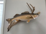 Real Skin Mount 29 inch walleye