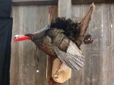 Full body mount turkey on a limb