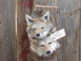Two coyotes peeking out of a log den
