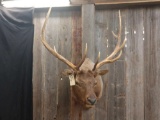 6x5 Elk Shoulder Mount Elk