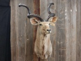 African kudu shoulder-mount