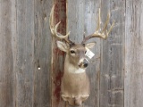 5x5 Typical Whitetail Shoulder Mount