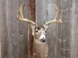 4x5 Whitetail Shoulder Mount