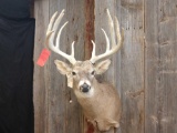 Mid 170 Class Typical Shoulder Mount Whitetail