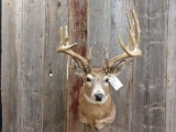 5x5 Whitetail Shoulder Mount