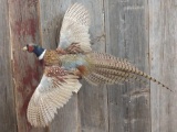 Flying Pheasant Mount