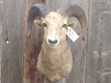 Bighorn Sheep Shoulder Mount