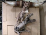 Full Body Mount Bobcat On A Limb