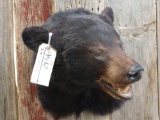 Shoulder Mount Black Bear