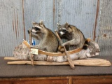 2 Raccoons In A Canoe