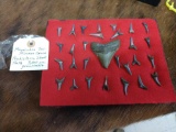 Prehistoric Megalodon Shark Tooth