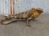 Full Body Mount Iguana New Mount Overall Dimensions 17