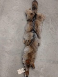 Tanned Coyote Pelt