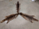 3 Nice Soft Tanned Raccoon Pelts