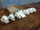 6 Raccoon Skulls