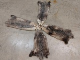 4 Soft Tanned Opossum Pelts