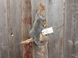 Full Body Mount Grey Squirrel On Driftwood Hanger