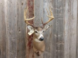 5x5 Typical Whitetail Shoulder Mount