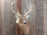 4x4 Whitetail Shoulder Mount