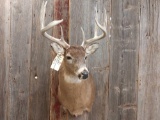 4x5 Whitetail Shoulder Mount