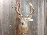 Main Frame 5x5 Shoulder Mount Whitetail