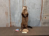 Brand New Standing Otter