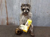 Full Body Mount Raccoon Eating M&M's