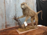 Full Body Mount Baboon