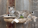 Full Body Mount Bobcat Hanger